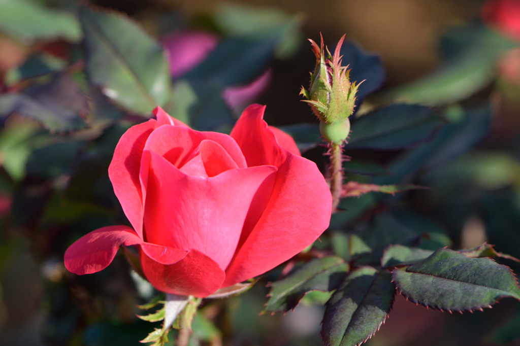 秋薔薇　ノックアウト