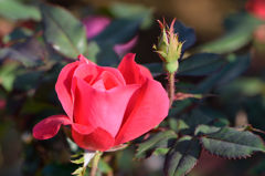 秋薔薇　ノックアウト