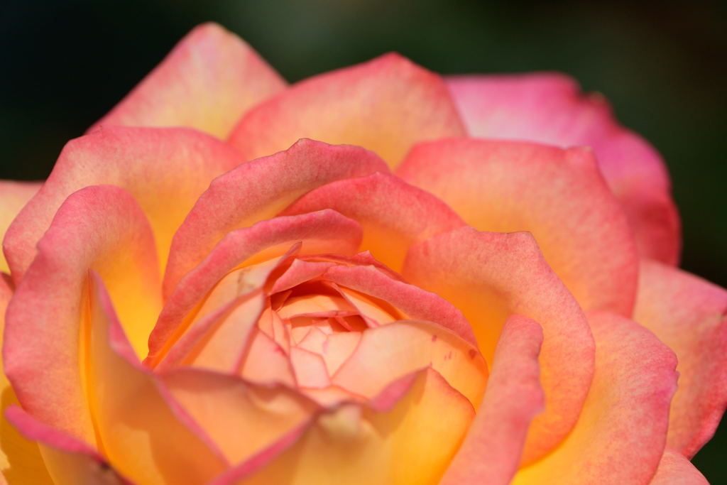 薔薇　朝雲　１