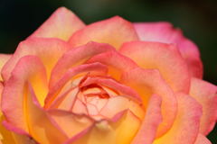 薔薇　朝雲　１