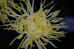 古典菊　雲雀の床