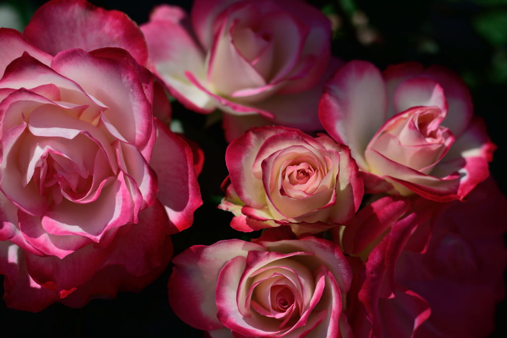 ジュビレ　デゥ　プリンス　ドゥ　モナコ　１