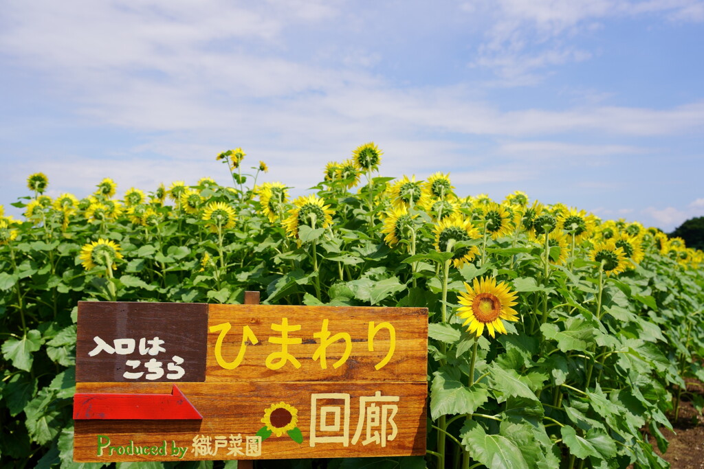 藤崎ひまわり回廊は終了