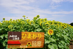 藤崎ひまわり回廊は終了