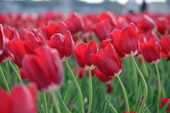 風にたなびく......