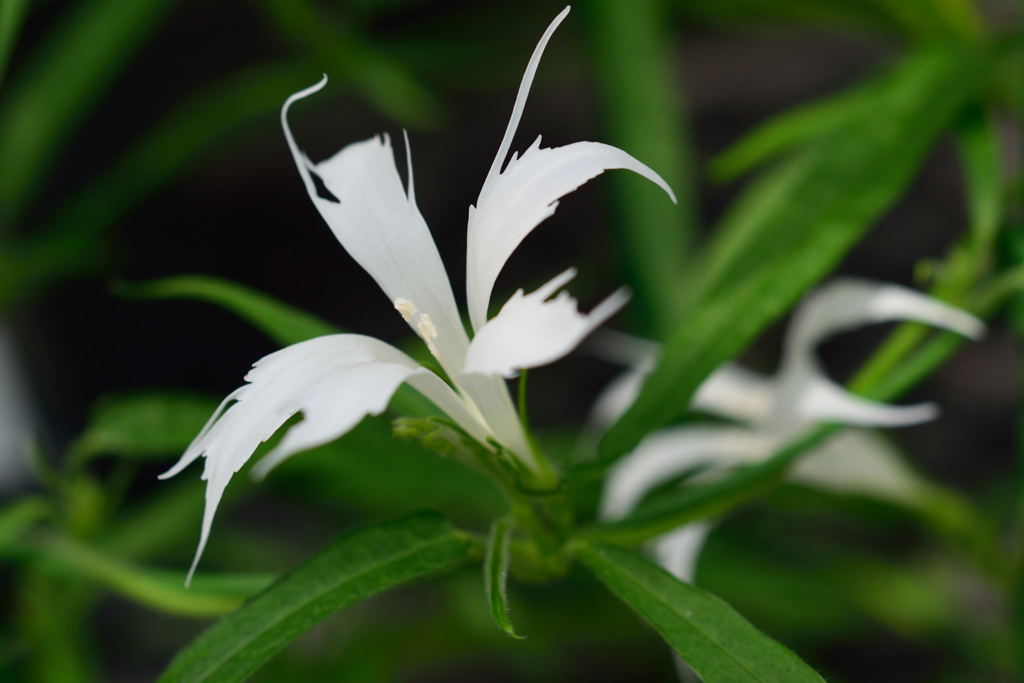 朝顔　青打込弱渦柳葉　白采咲