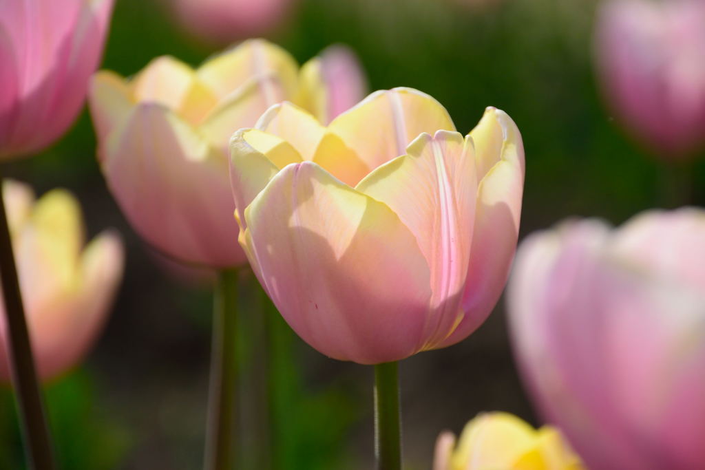 チューリップ　マンゴーチャーム　２