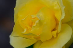 薔薇　ローズ・ドール・ド・モントルー