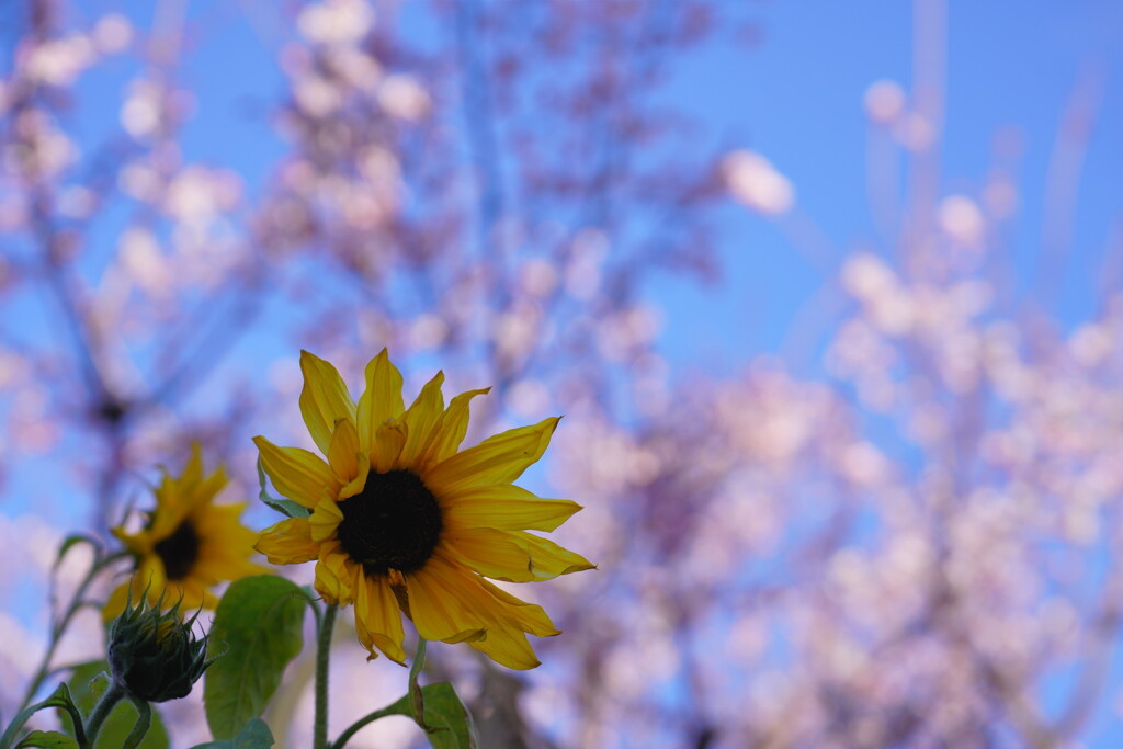 ひまわりと十月桜