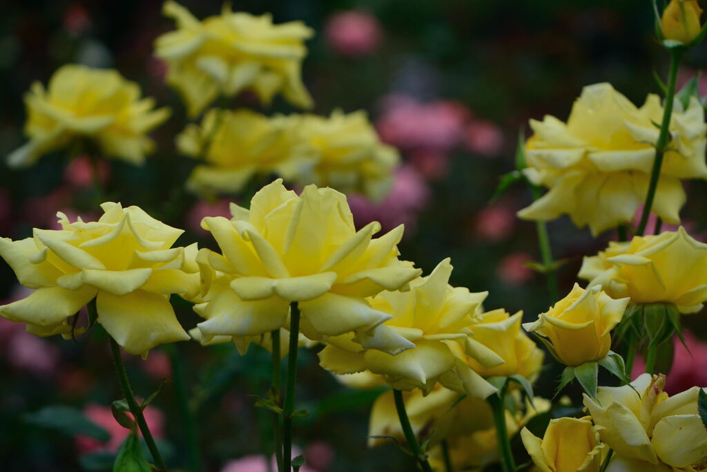 薔薇　オーストラリアンゴールド