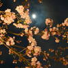 夜桜