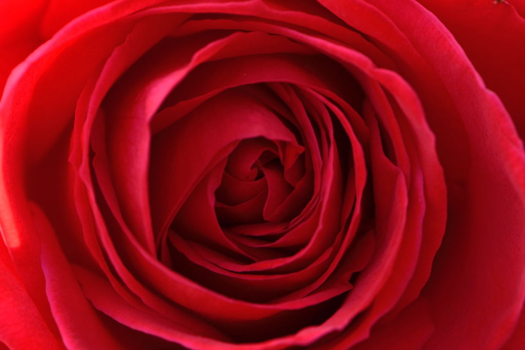 薔薇　ルージュ・メイアン