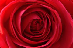 薔薇　ルージュ・メイアン