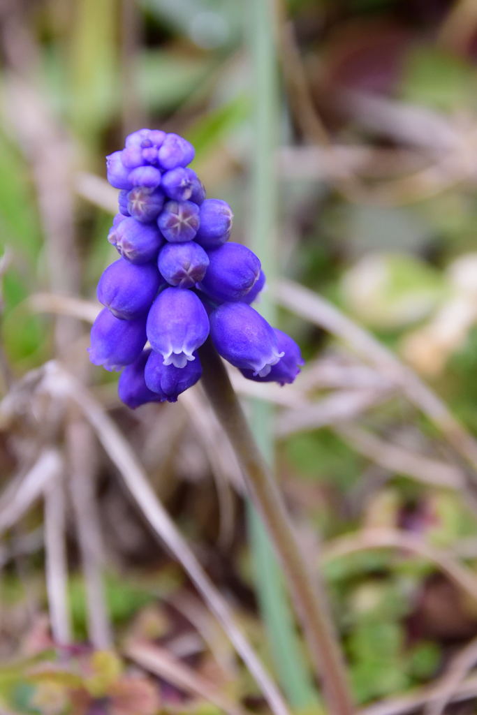 １月のムスカリ