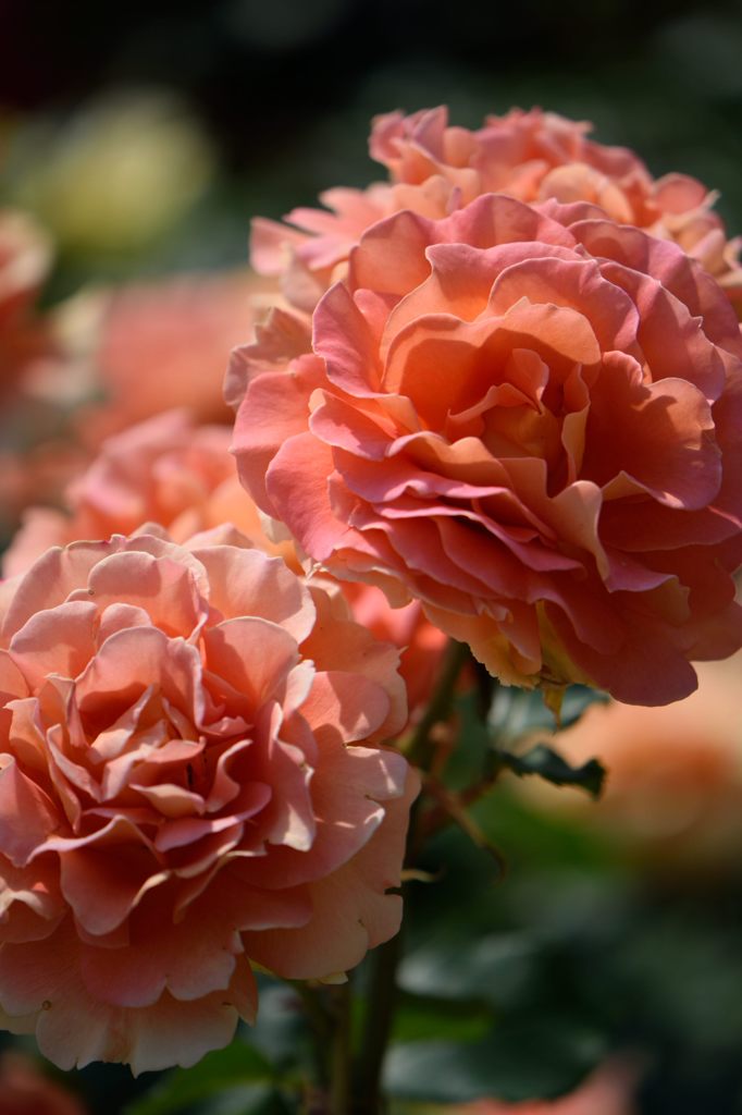 春薔薇の思い出08　ブラスバンド