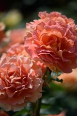 春薔薇の思い出08　ブラスバンド