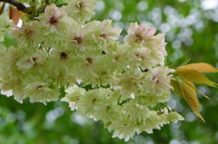 御衣黄　開花後１週間