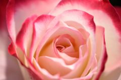 薔薇 ジュビレデゥプリンスドゥモナコ