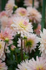 ダリア　桜満月