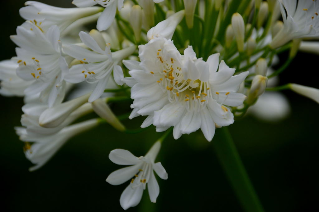 アガパンサス　５倍！！