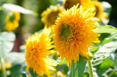 向日葵　マティスのひまわり　野獣