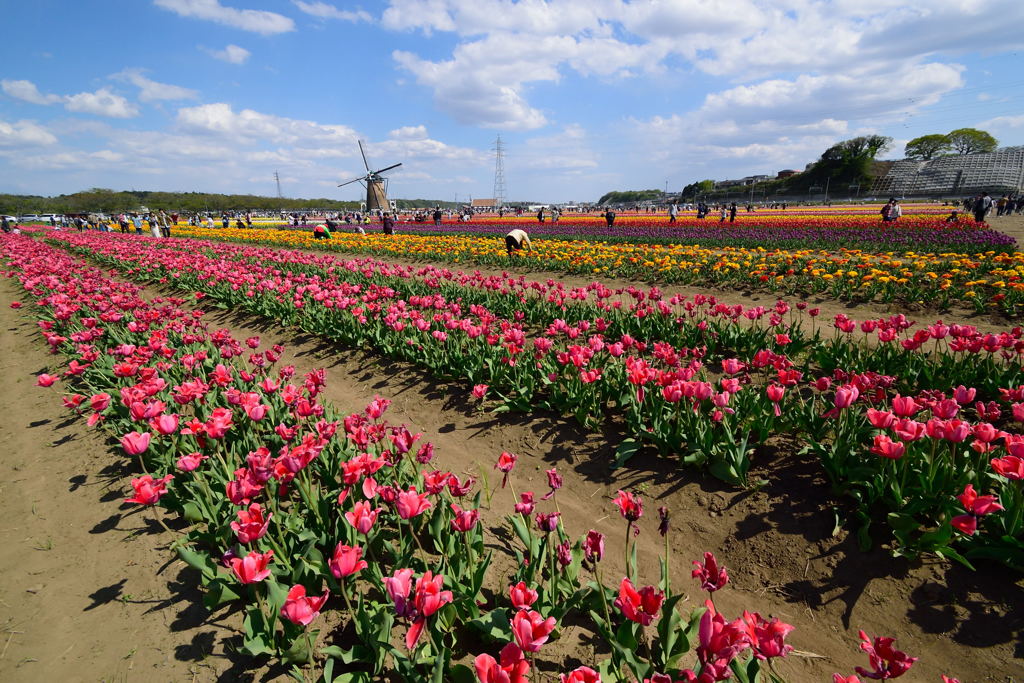 佐倉チューリップフェスタに行きました