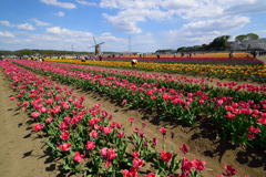 佐倉チューリップフェスタに行きました