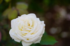 薔薇　シルエット