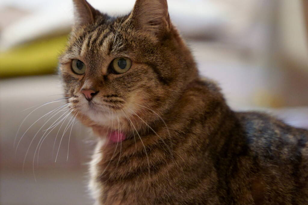 実家の猫