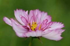 秋桜　レッドイリュージョン　1