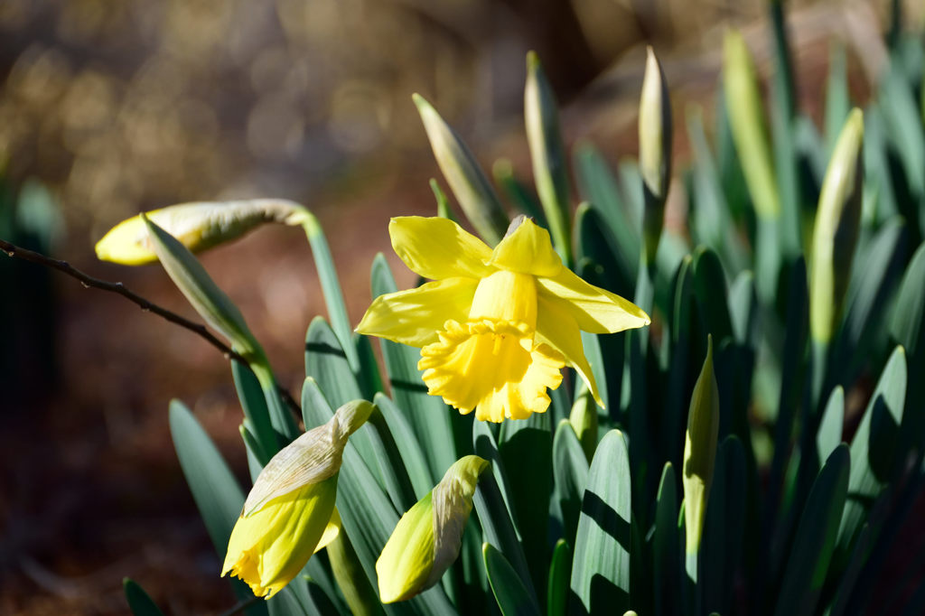 ラッパ水仙　ラインベルトアーリーセンセーション