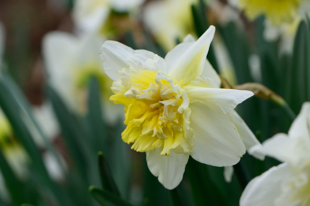 八重咲き水仙