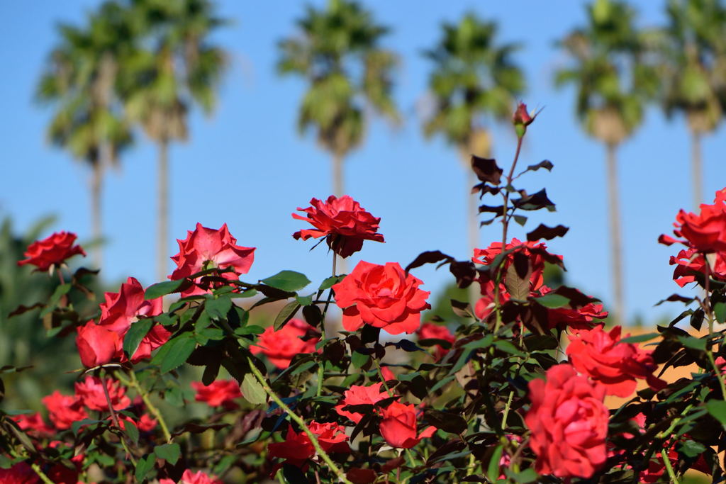 薔薇　ストロベリークラッシュ