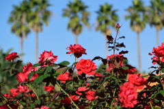 薔薇　ストロベリークラッシュ