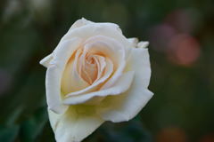 薔薇　シルエット