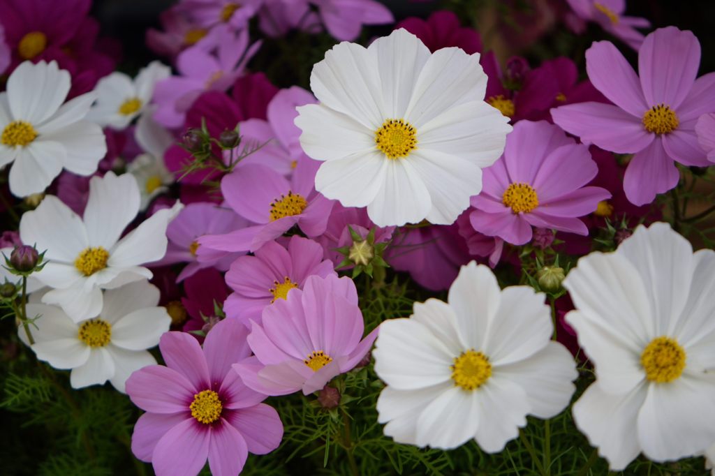 バイキングdeコスモス