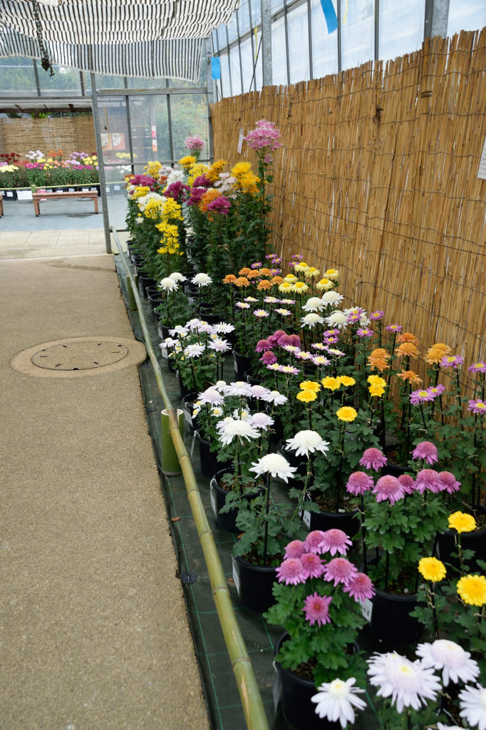 古典菊　エピローグ１