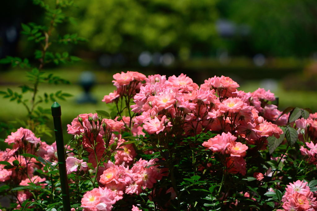 薔薇　花見川