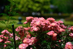 薔薇　花見川