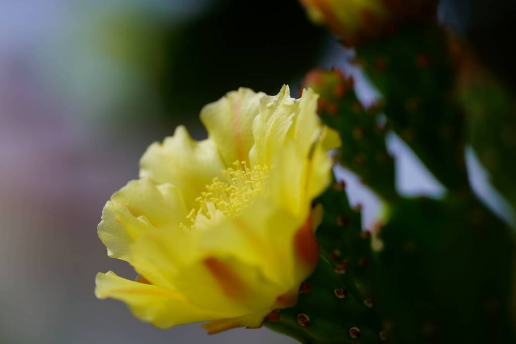 サボテンの花