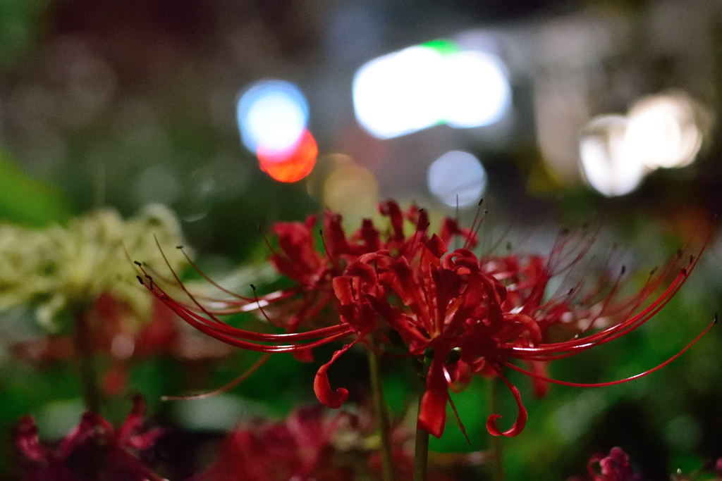 夜の彼岸花　２