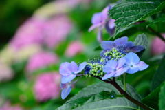 紫陽花