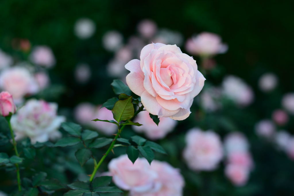 薔薇　ブライダルピンク　２