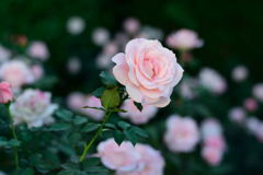 薔薇　ブライダルピンク　２