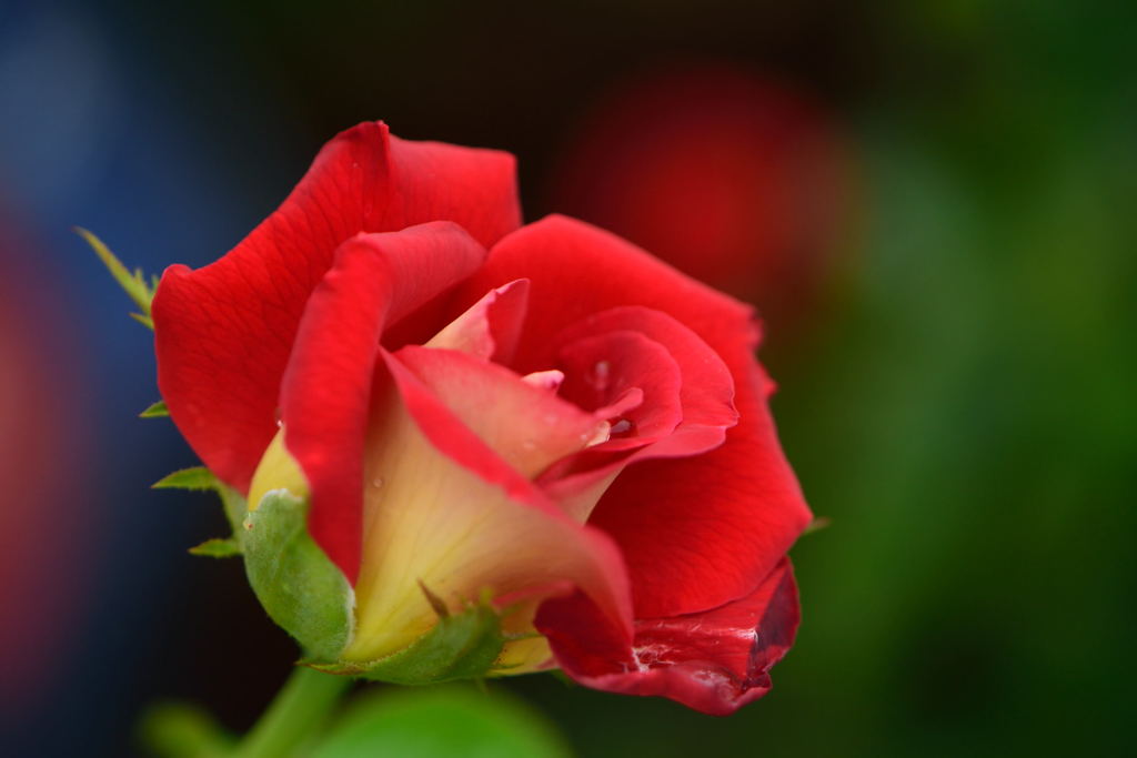 薔薇　希望