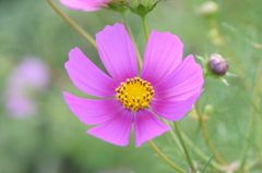 ふつうの秋桜　7