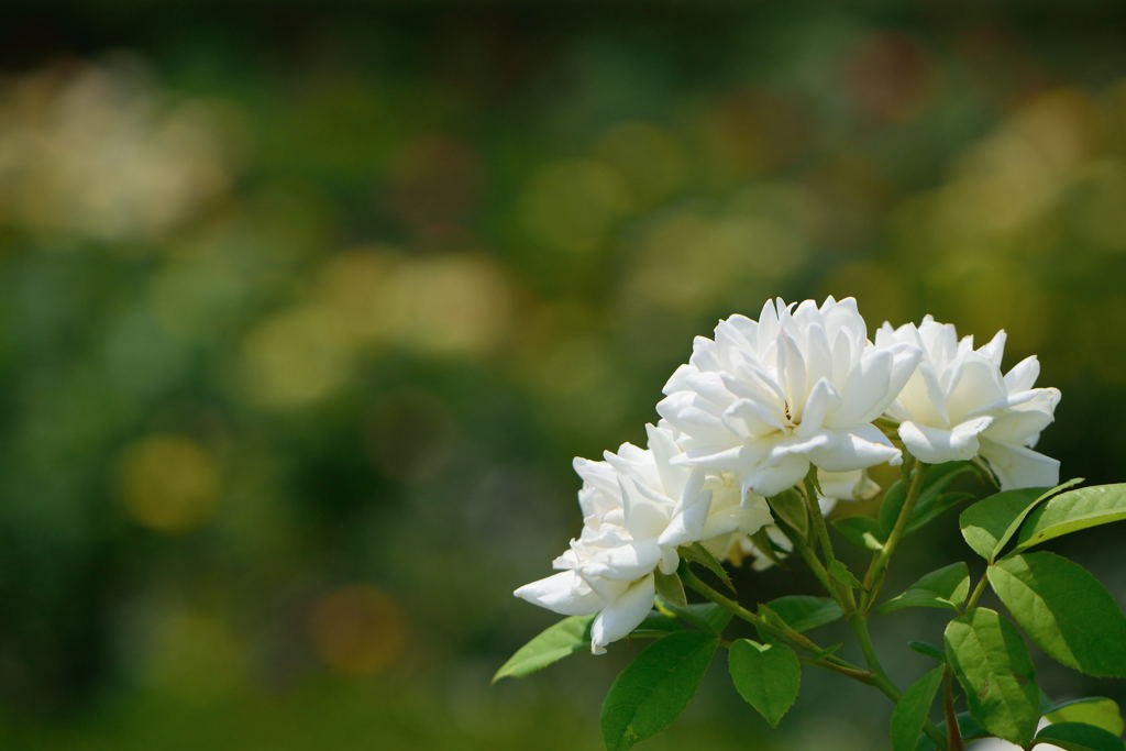 薔薇　カルト・ブランシュ