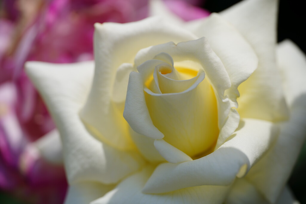 薔薇　キャロリーヌ　ドゥ　モナコ