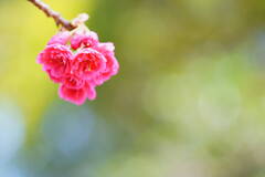 寒緋桜　１