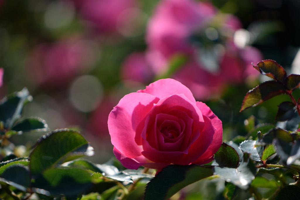 秋薔薇　うらら